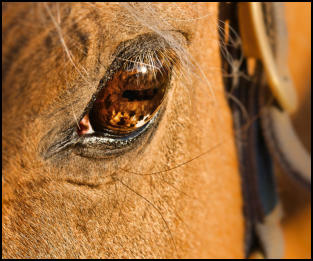 Spirulina Platensis Pferd